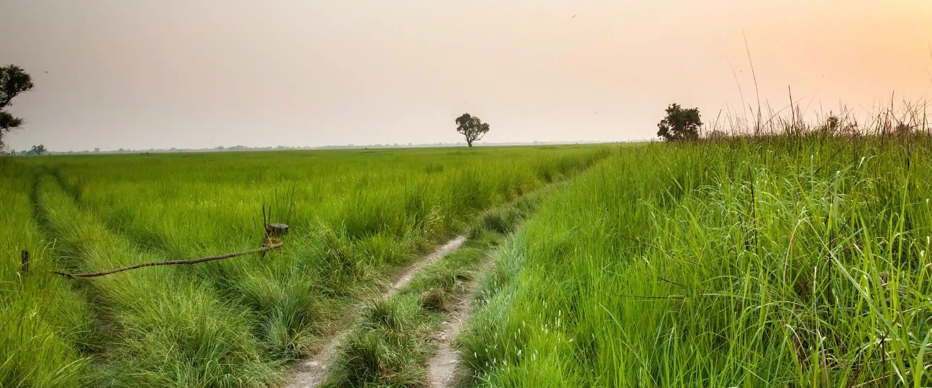 Banke National Park