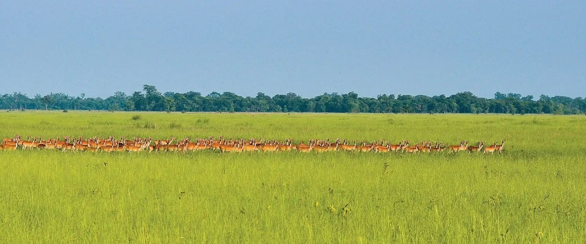 Shuklaphanta National Park