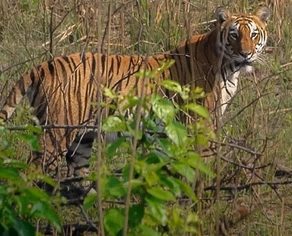 Bardia Wildlife Safari Adventure