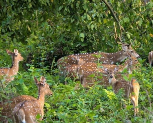 Chitwan Wildlife Adventure Tour